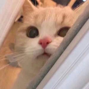 黑巨茎欧美白妞大战
